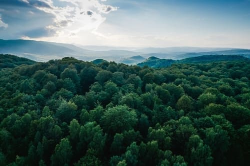 Pulling Back from the Trees and Looking at the Forest: Making Torah Meaningful to Students’ Lived Lives