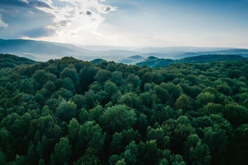 Pulling Back from the Trees and Looking at the Forest: Making Torah Meaningful to Students’ Lived Lives